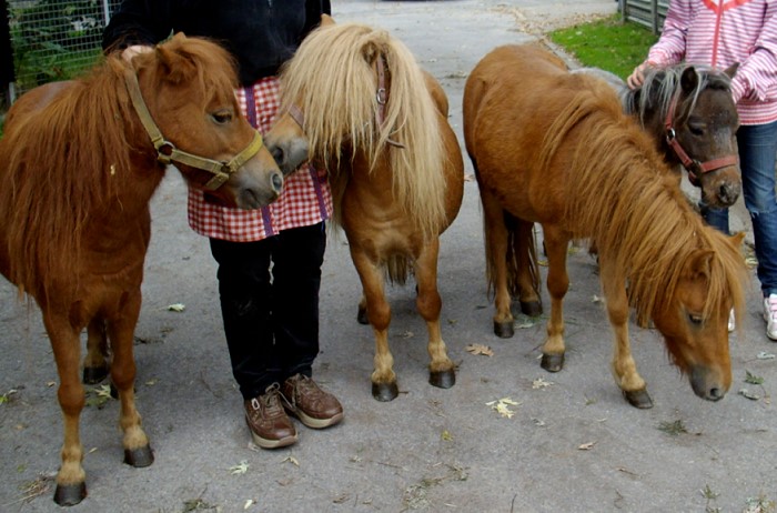 Unsere Ponys width=